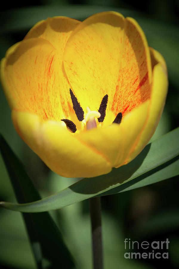 A Yellow Tulip Photograph by Deborah Klubertanz