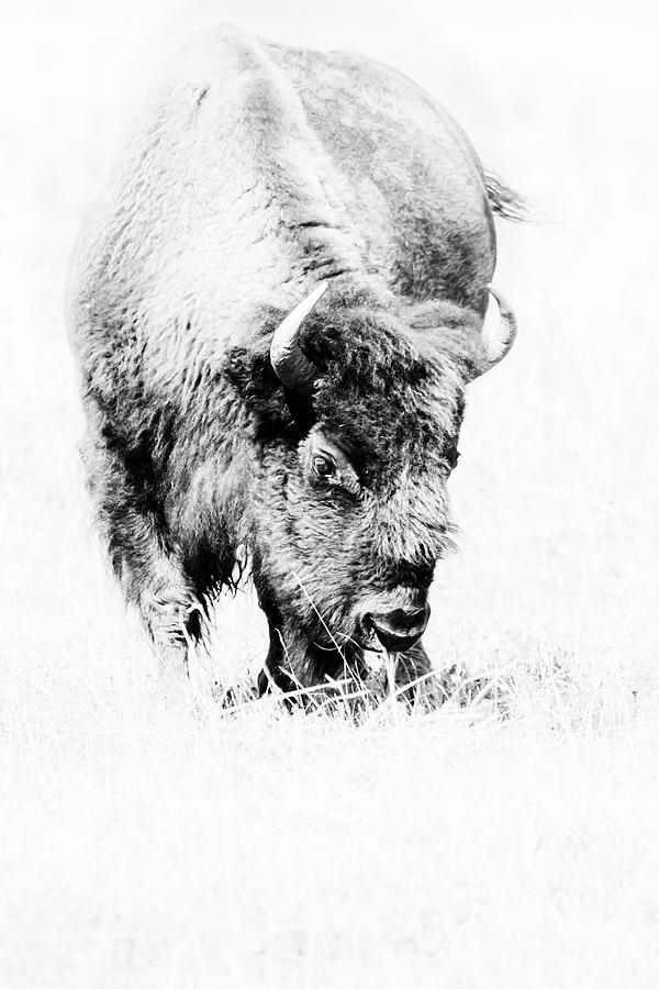 A Yellowstone Buffalo in Black and White Photograph by Belinda Greb