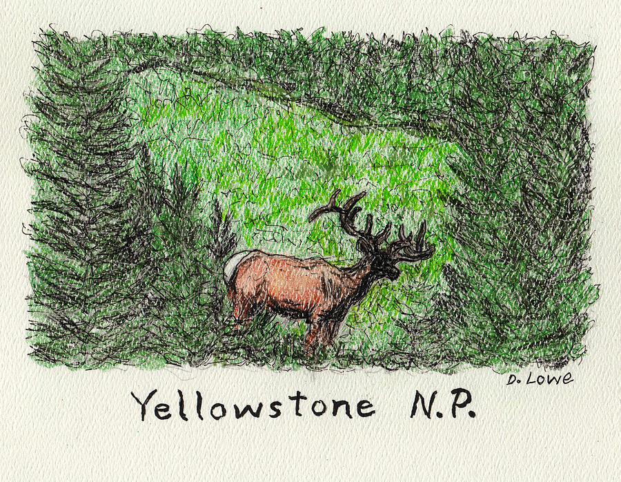 A Yellowstone Elk Drawing by Danny Lowe