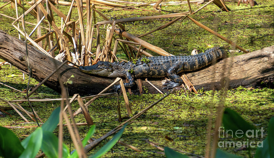 A young American Alligator rests on a log in Corkscew Swamp Sanc Photograph by William Kuta