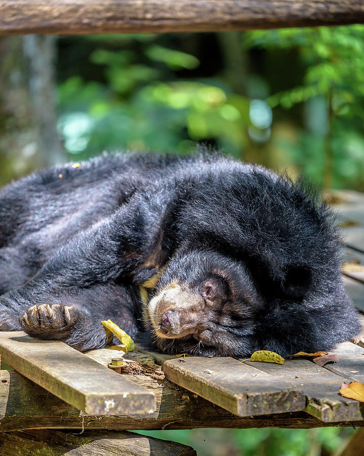 A Young Asiatic Black Bear or Moon Bear 6 Photograph by Mark Stephens ...