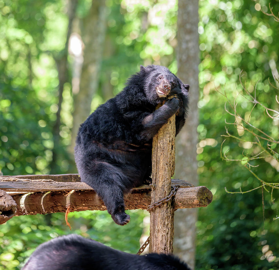 A Young Asiatic Black Bear or Moon Bear 7 Photograph by Mark Stephens ...