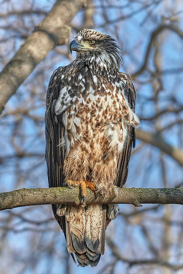 A Young Bald Eagle Photograph by Jim Hughes