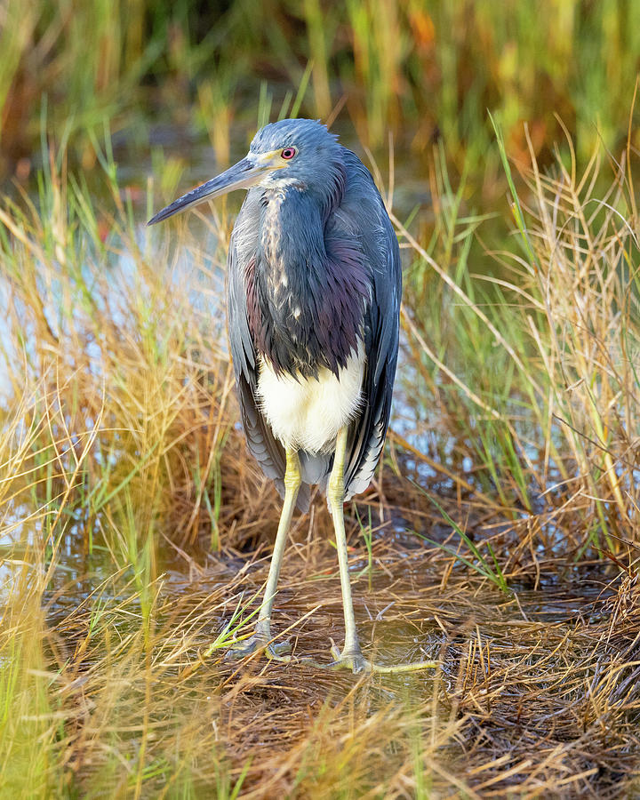 A young blue heron Photograph by Gordon Elwell
