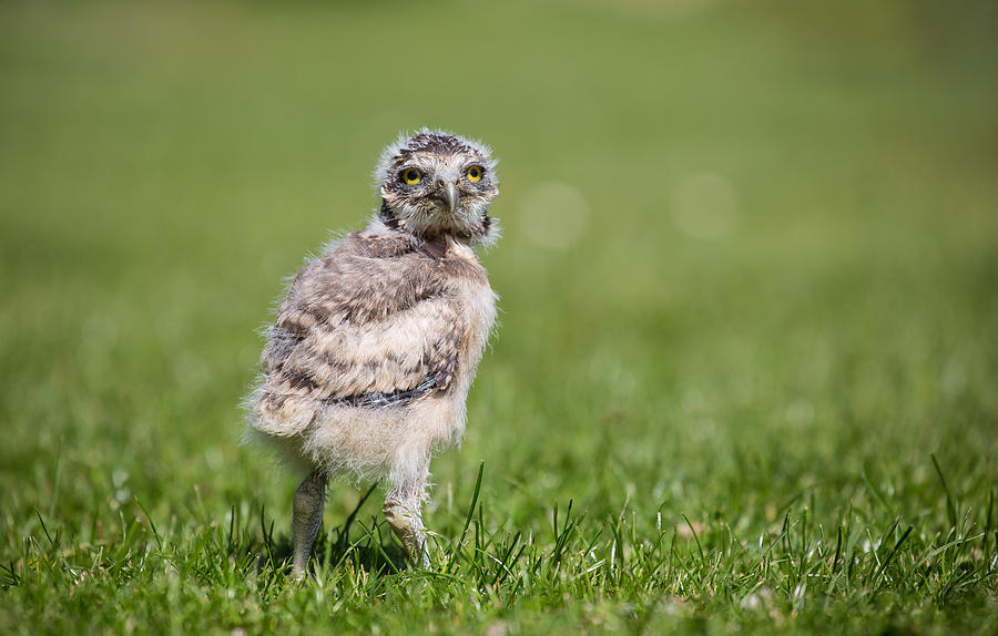 A young, captive bred, Burrowing Owl Photograph by Images from BarbAnna