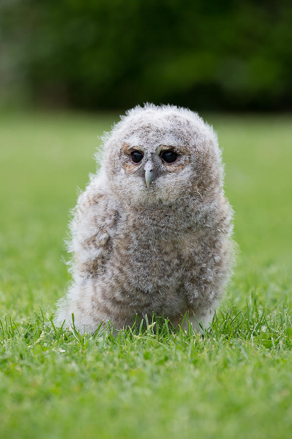 A Young Captive Bred Tawny Owl Photograph by Images from BarbAnna