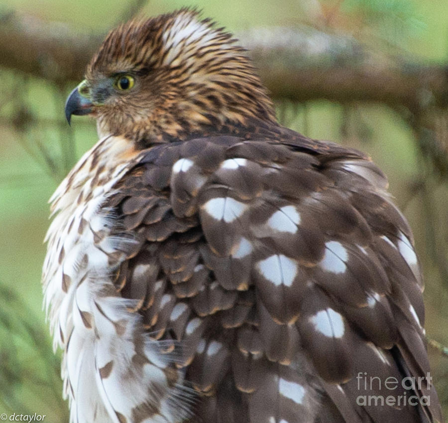 A Young Coopers Hawk Photograph by David Taylor