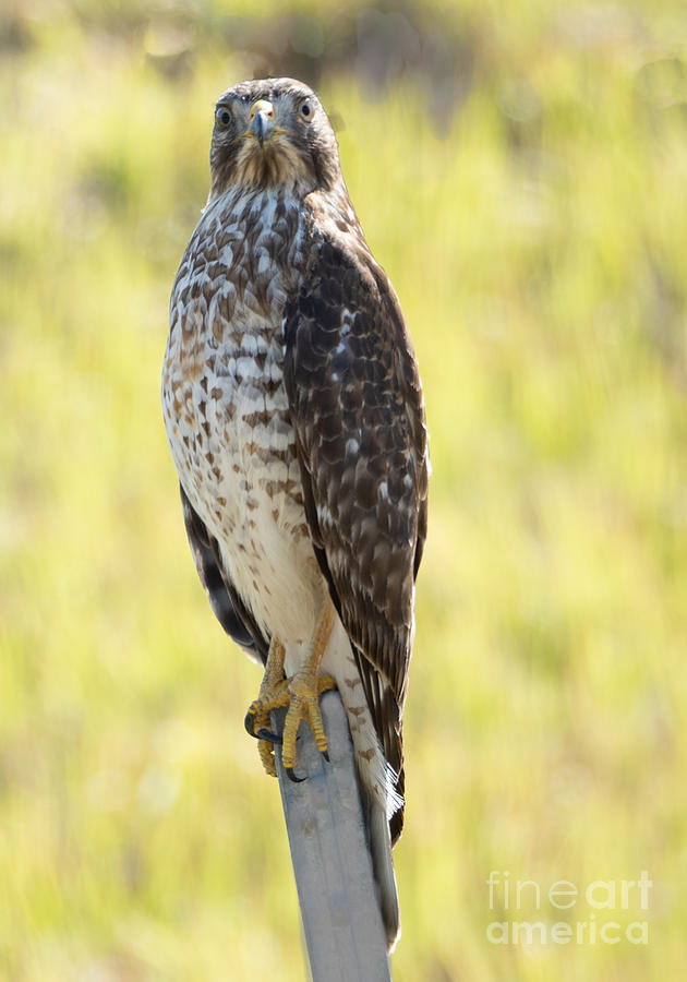 A Young Coopers Hawk Photograph by L Bosco