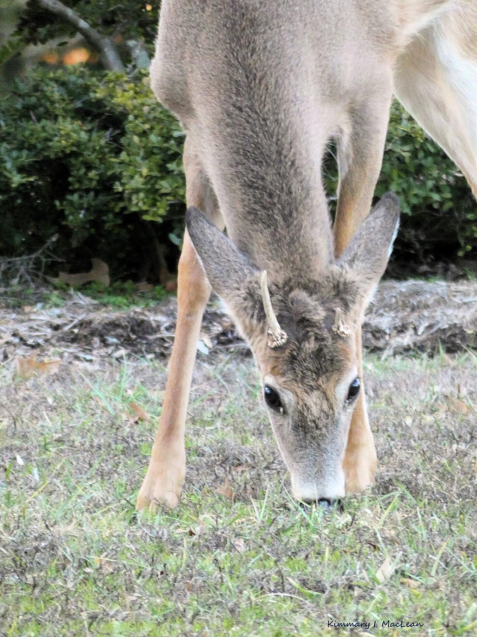 A Young Deer in 2020 Photograph by Kimmary MacLean