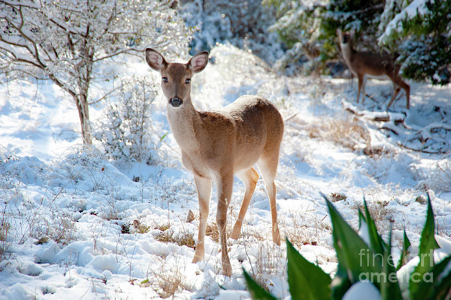 A young female white-tailed deer stand still in the snow on a winters day in the forest.  Photograph by Gunther Allen
