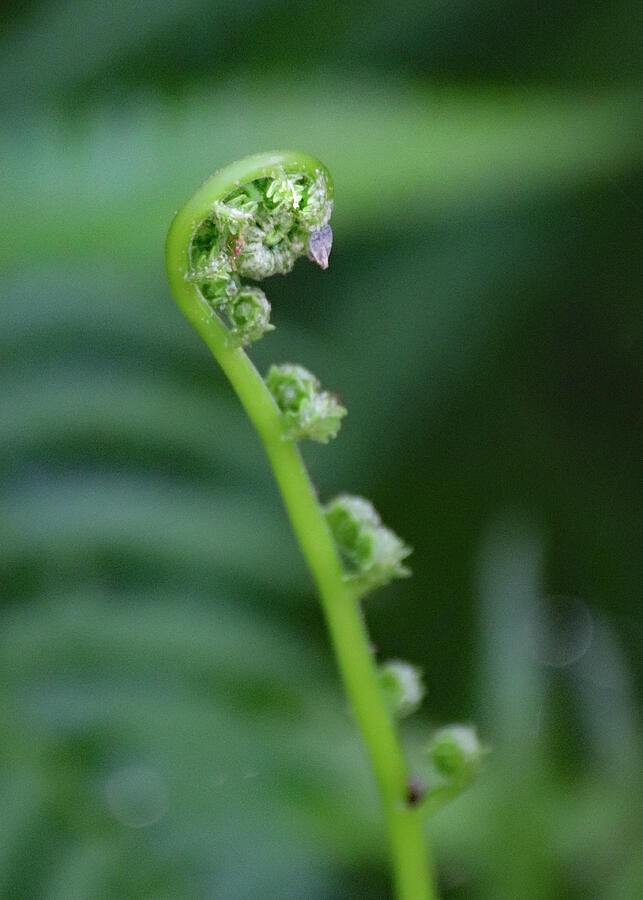 A Young Ferns Fiddlehead Photograph by David T Wilkinson
