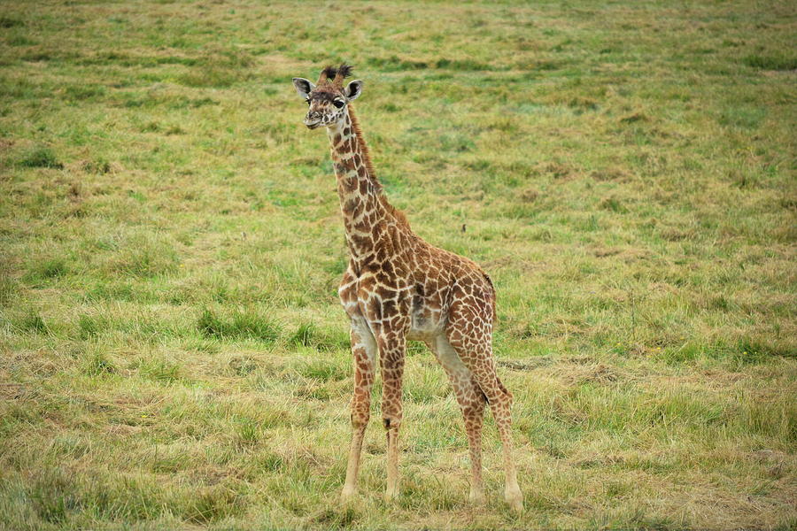 A Young Giraffe Photograph by Robert Tubesing - Fine Art America