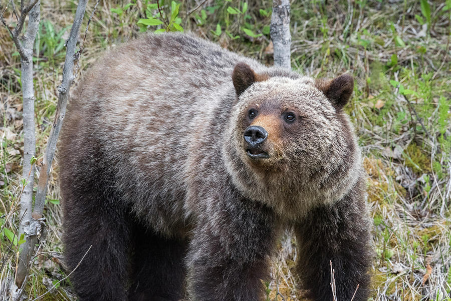 A Young Grizzly Photograph by Bill Cubitt