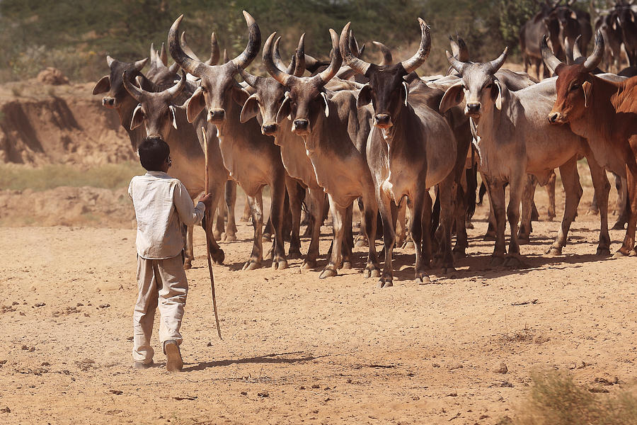 A young herdsboy prepares to lead a herd of cattle Photograph by Photo by Sayid Budhi