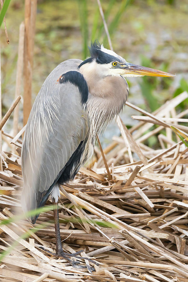 A Young Heron Photograph by Gordon Elwell