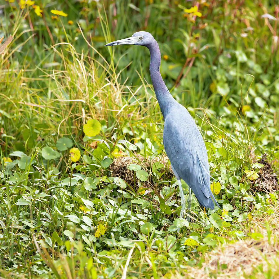 A Young Heron out and about Photograph by Gordon Elwell