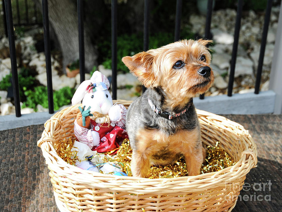 A young male Yorkshire terrier poses in an easter basket for a holiday portrait.   Photograph by Gunther Allen
