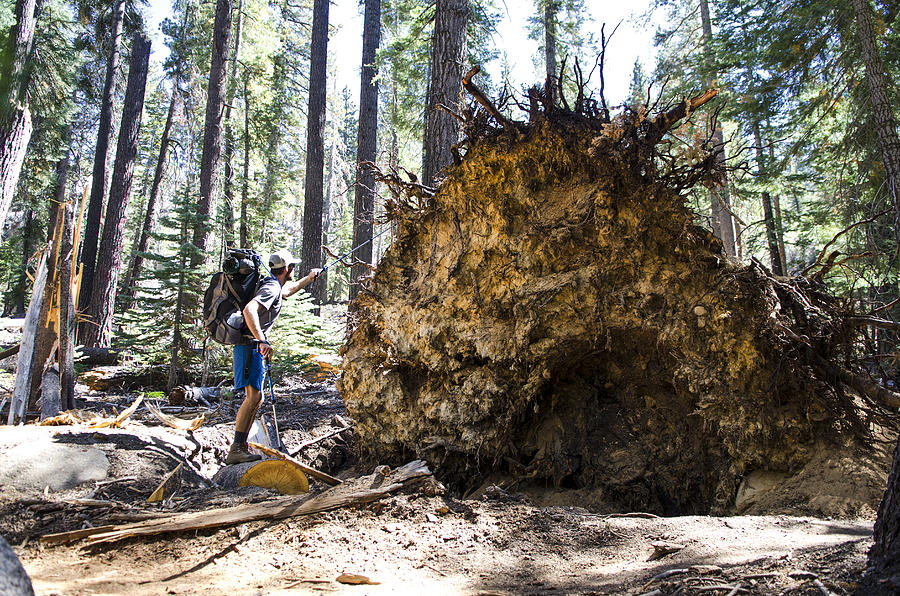 A young man walks by remnants of a powerful windstorm along the John Muir Trail in Tuolumne Meadows, California. Photograph by Keri Oberly