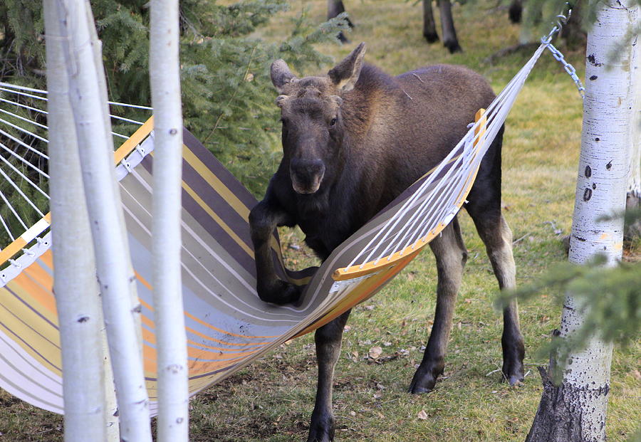 A Young Moose Playing With The Hammock Photograph by Fiona Kennard