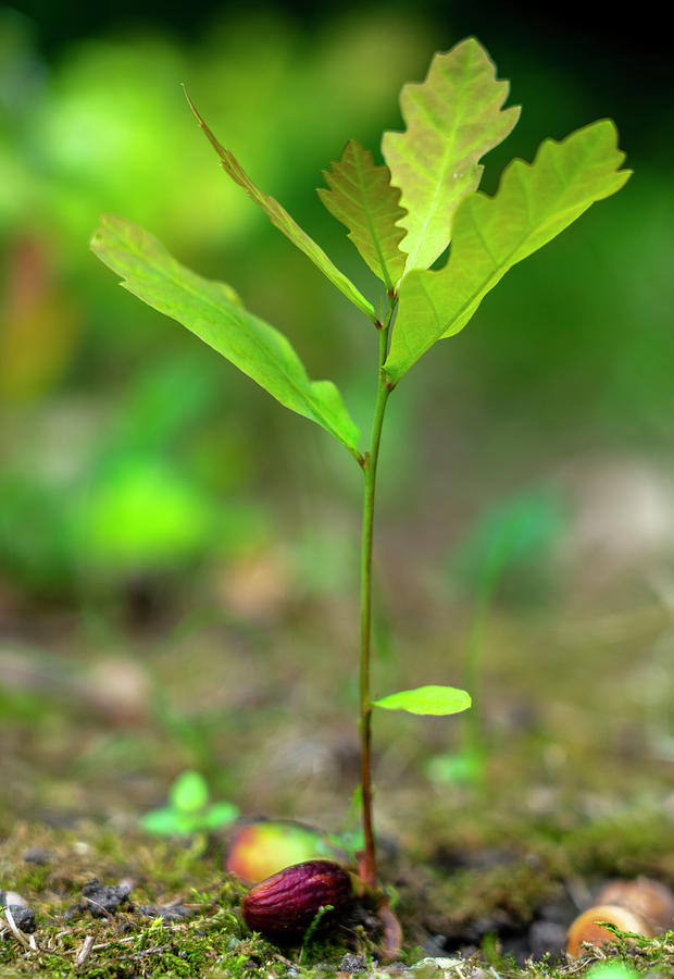 A Young Oak Sprout Sprouting From An Acorn Close-up On A ...