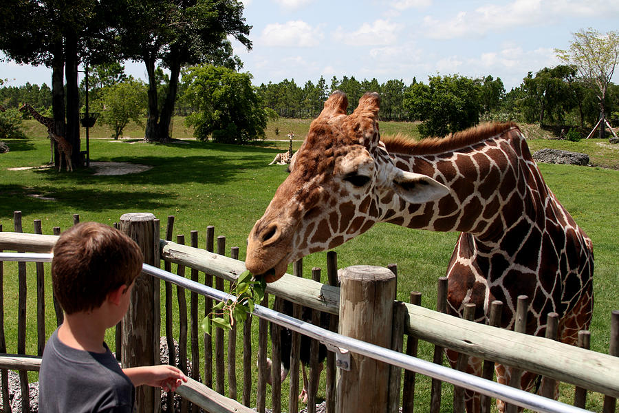 A young people feeding leaves to a giraffe in a zoo Photograph by Greenicetea