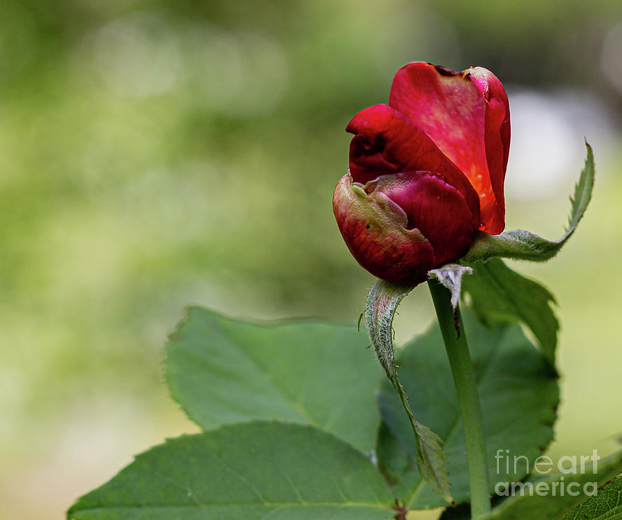 A Young Red Rose Bud  Photograph by Philip And Robbie Bracco
