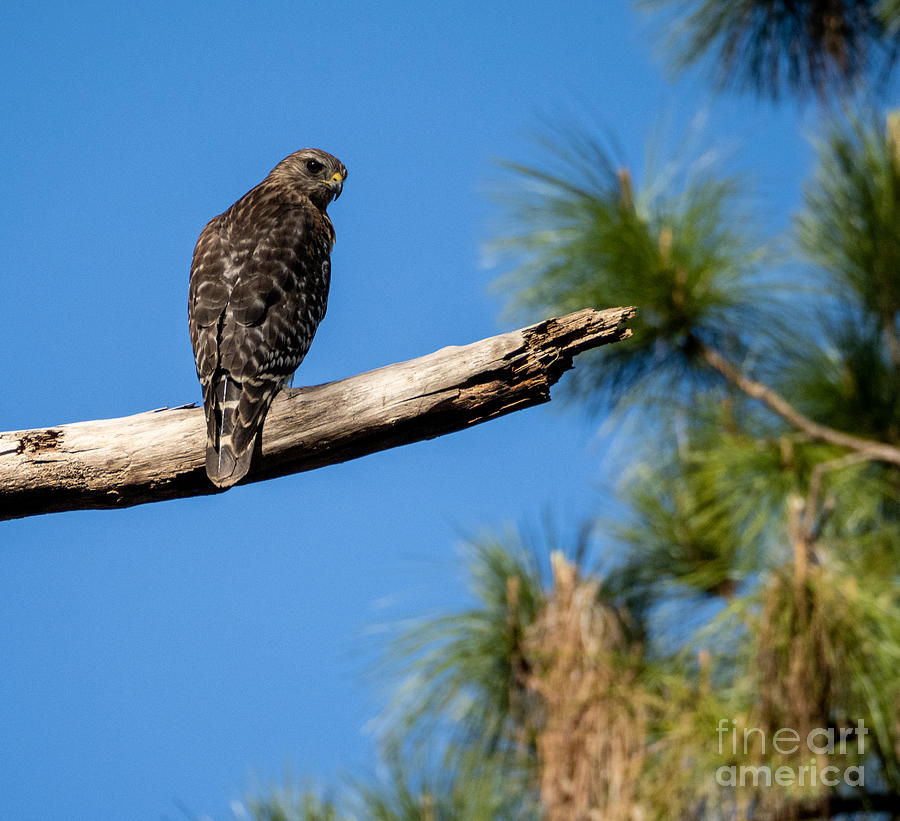 A Young Red Shouldered Hawk in Florida Photograph by L Bosco