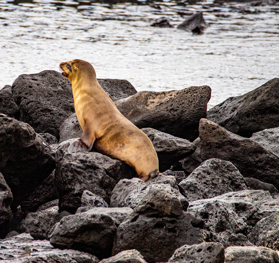 A Young Sea Lion Looking Out on the Ocean Photograph by L Bosco