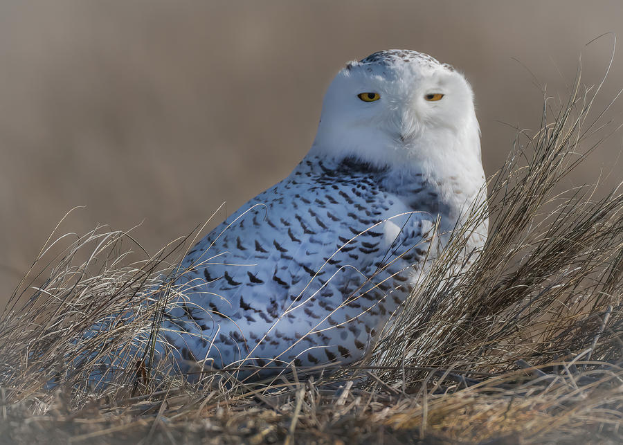 A Young Snowy Owl Photograph by Sylvia Goldkranz