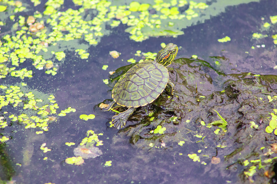 A Young Turtle in a Lake Photograph by Auden Johnson