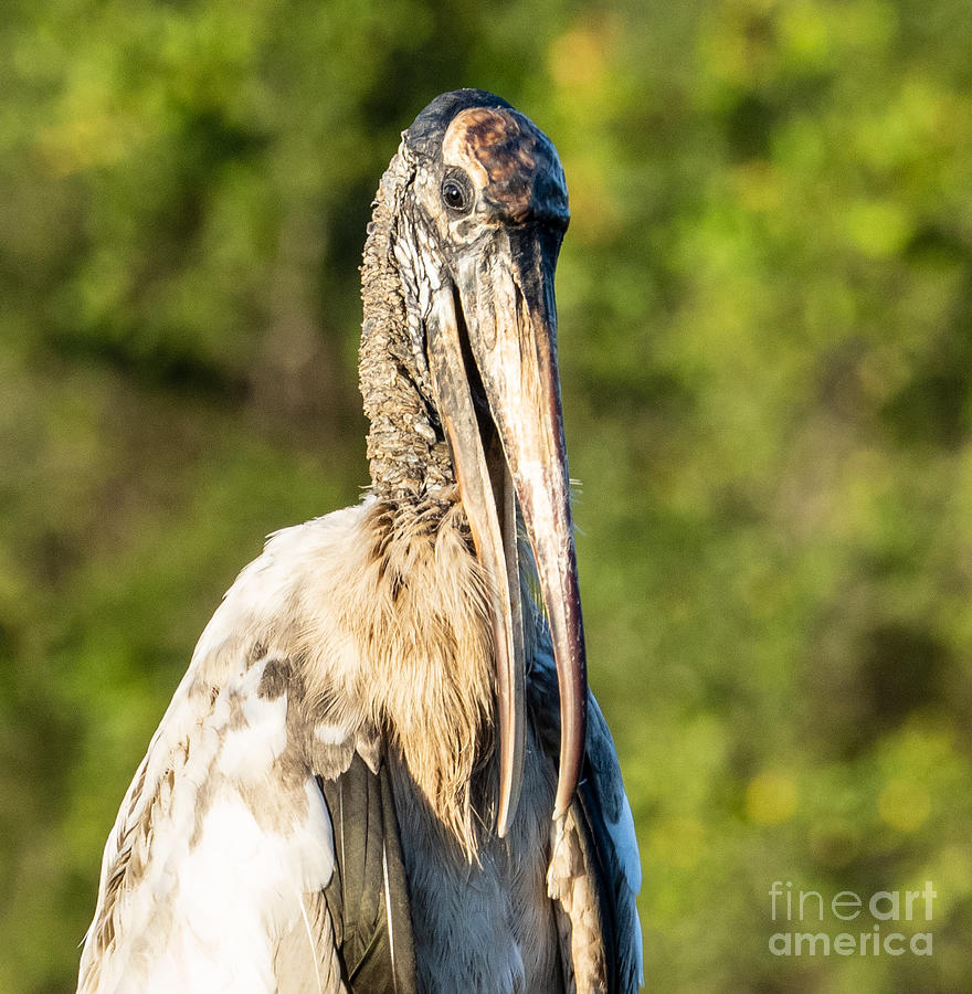 A Young Wood Stork at Eagle Lake Park Florida Photograph by L Bosco