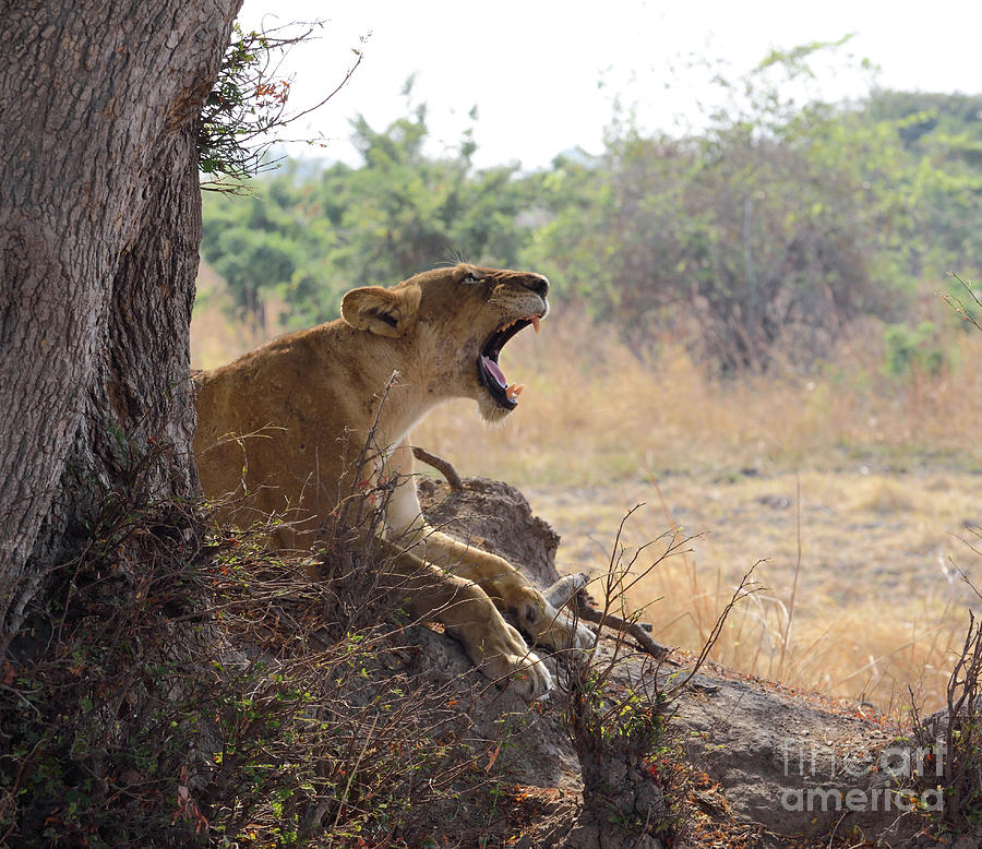 A Yowling Lion, Zambia, Africa. Photograph by Tom Wurl