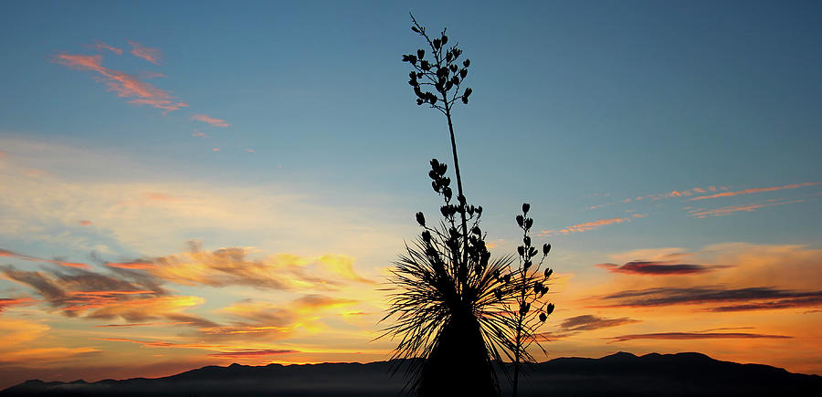 Nature Photograph - A Yucca Silhouette, Mule Mountains, Palominas, AZ, USA by Derrick Neill