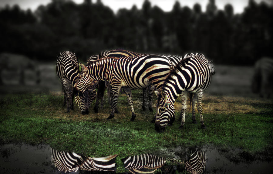 A Zeal of Zebras Photograph by Wayne King