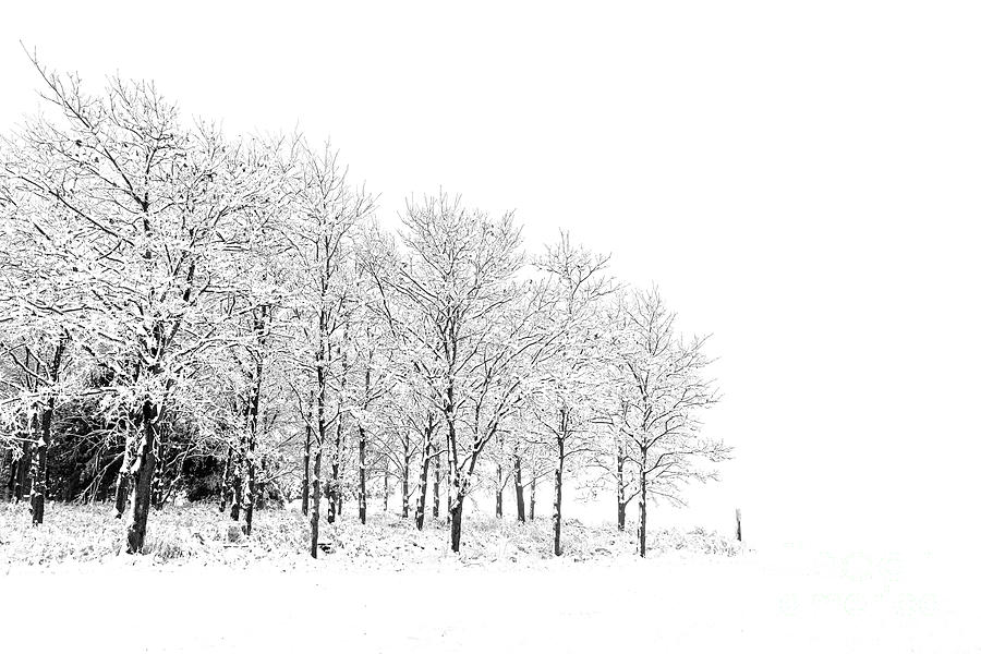 Snow Fog Timber Photograph by Alan Look