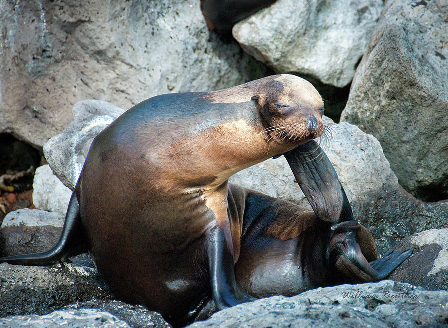 Galapagos Islands Photograph - Aaaah by William Beuther
