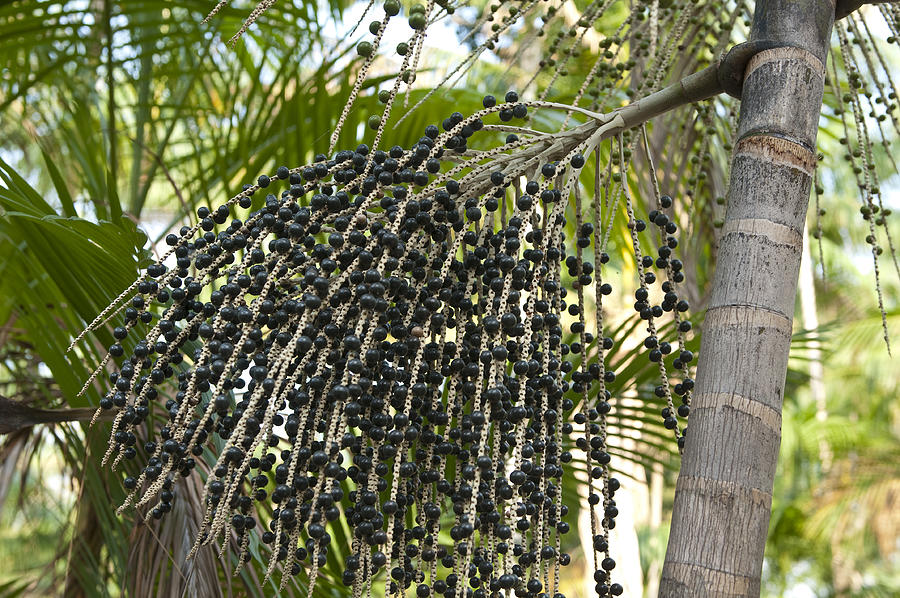 Açai Palm tree Photograph by Brasil2