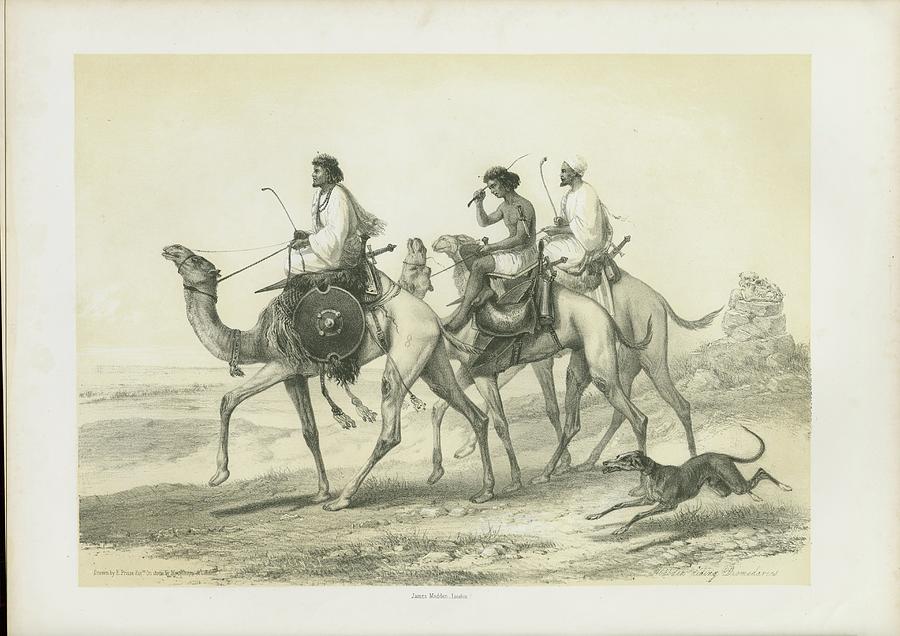 Ababdeh riding their Dromedaries Painting by Artistic Rifki