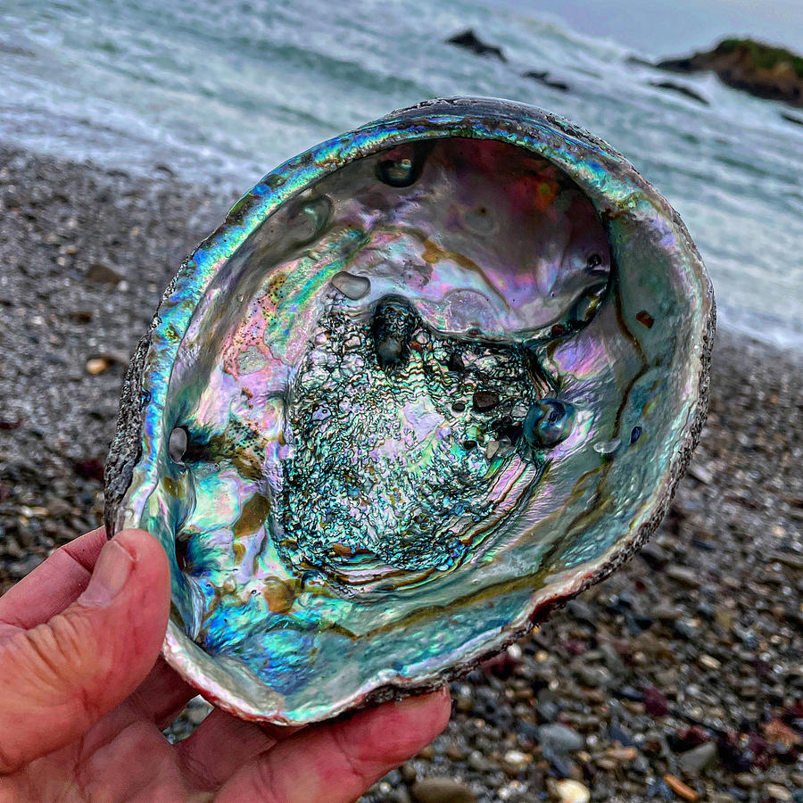Abalone Photograph by Perry Hoffman