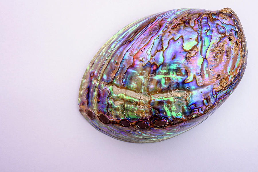 Abalone Shell #1 Photograph by Jeff Sinon