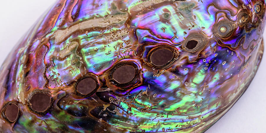 Abalone Shell #2 Photograph by Jeff Sinon