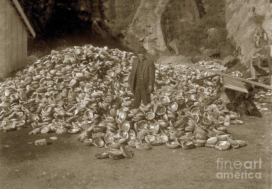 Abalone Photograph - Abalone shell dump in back of the cannery at Whales Cove, Point Lobos, Calif. 1916 by Monterey County Historical Society