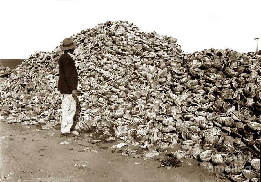 Shell Photograph - Abalone Shell Dump, Seaside, Calif. April 15, 1921 by Monterey County Historical Society