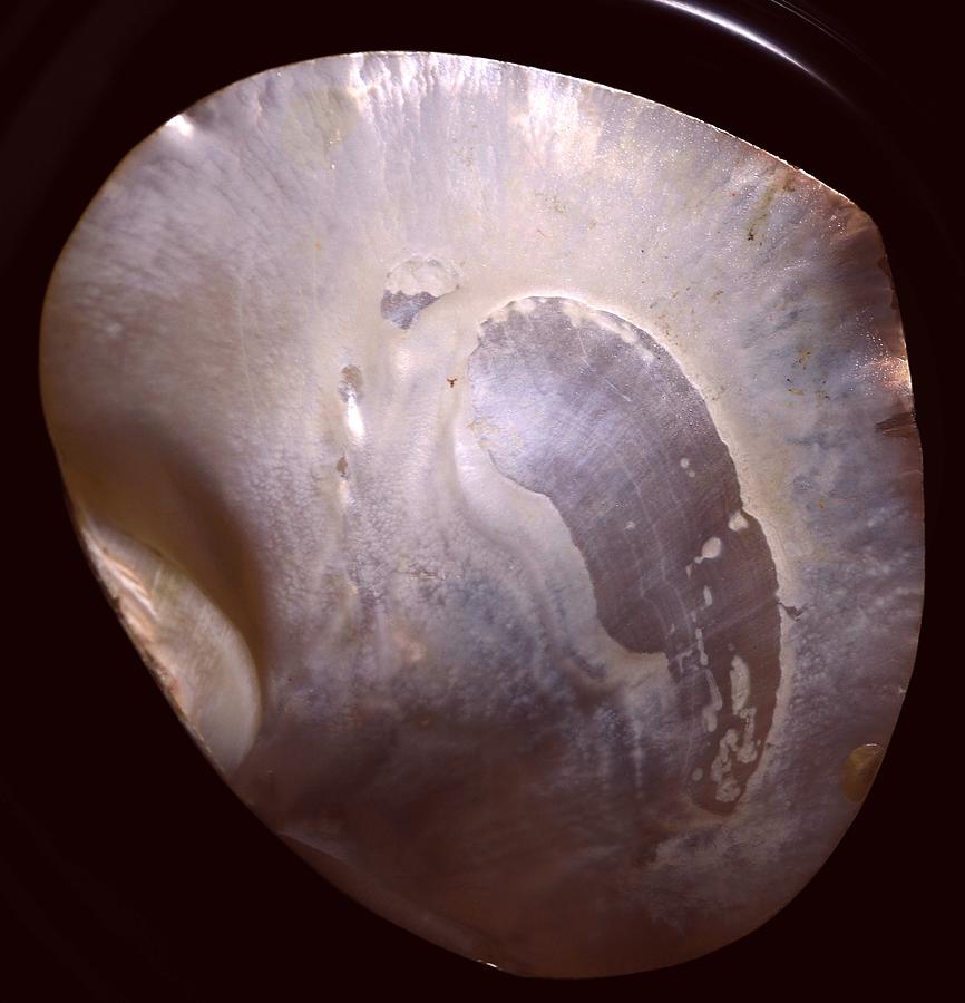 Abalone shell Photograph by M Diane Bonaparte