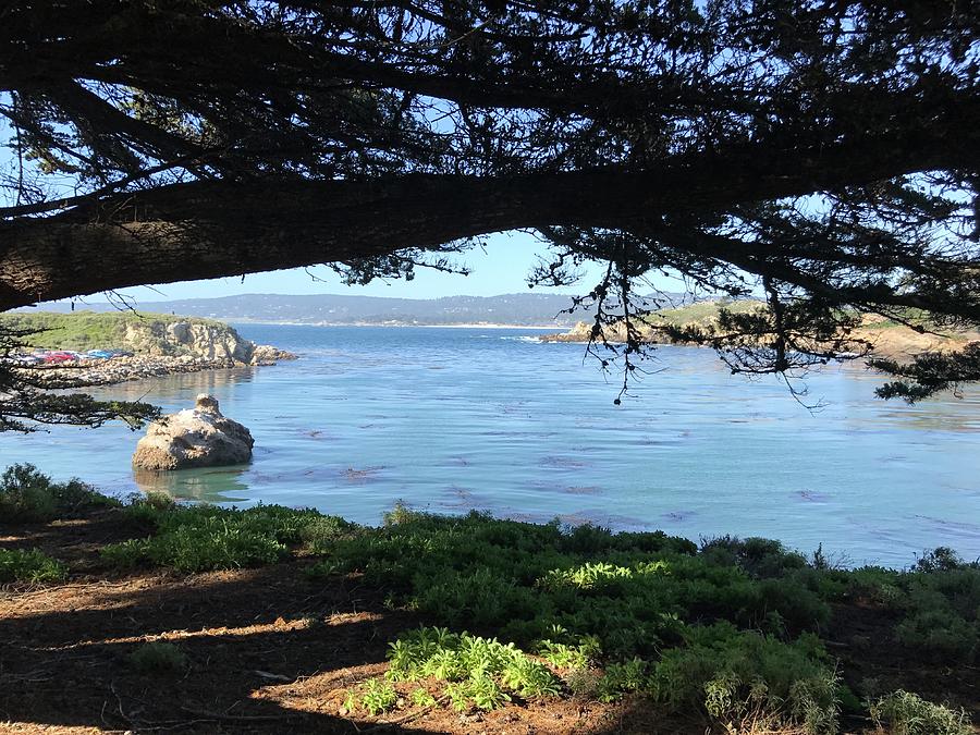 Whalers Cove Point Lobos Photograph