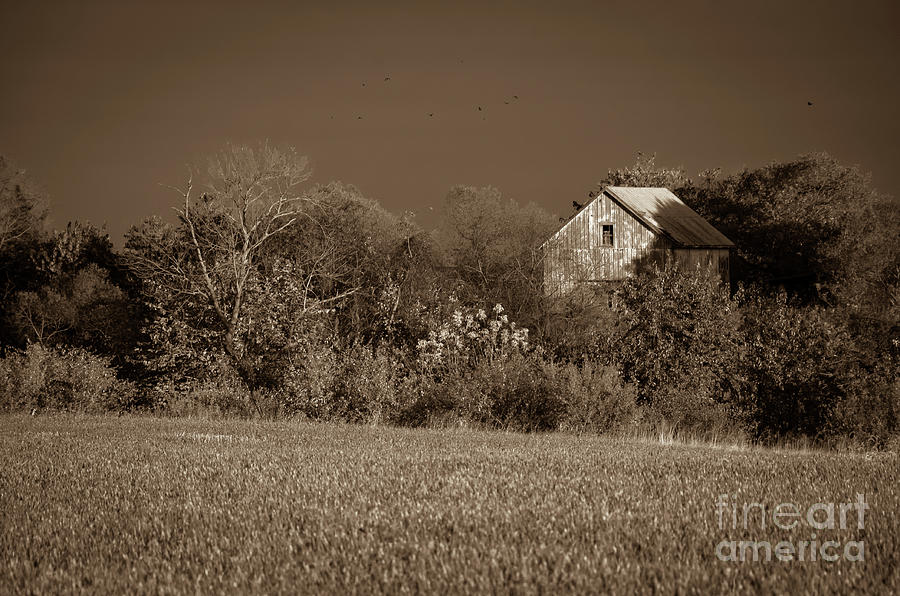 Abandoned Barn In The Trees Monochromatic / Sepia Landscape Photo Photograph by PIPA Fine Art - Simply Solid
