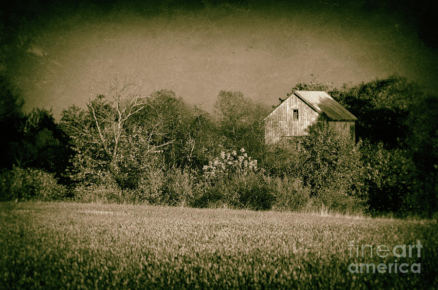Abandoned Barn In The Trees Vintage Black and White Landscape Photograph Photograph by PIPA Fine Art - Simply Solid
