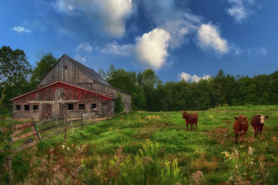 Abandoned Barn Pasture Photograph