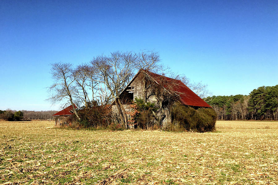 Abandoned Farmhouse and Barn in Williamsville, DE Photograph by Bill Swartwout