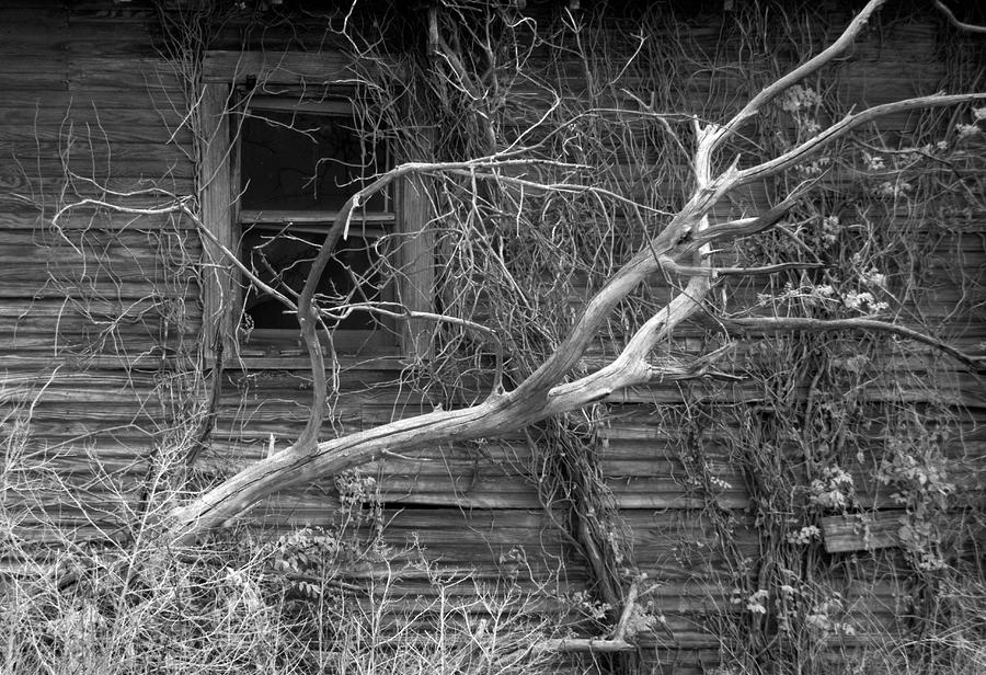 Abandoned Homestead And Tree Ir 0358 Photograph